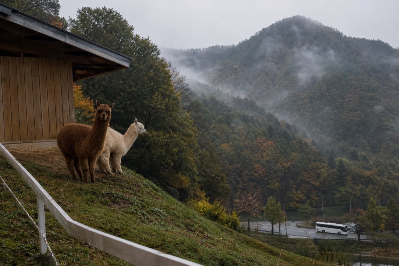 Alpaca World, Optional Railbike
