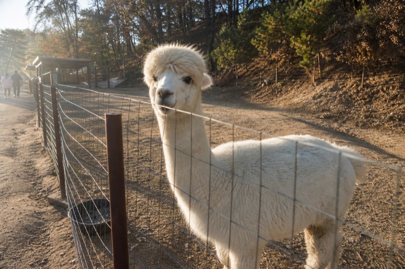 Alpaca World, Rail Bike Or Garden