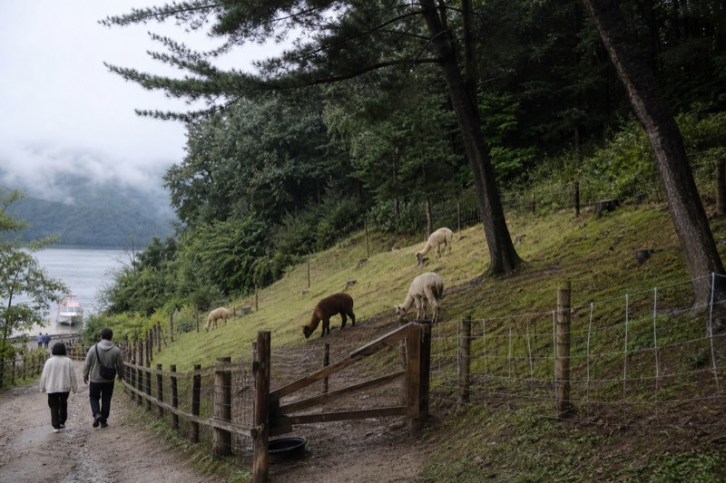 Alpacas standing in a green hillside paddock with a wooden fence, mountains rising behind the field in Korea